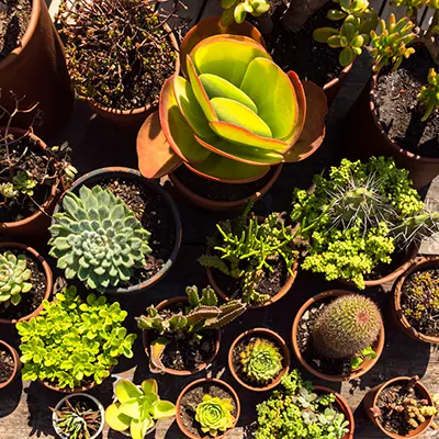 Комплексное обслуживание растений (40–90 растений)