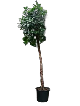 Фикус Циатистипула штамб - Ficus Cyatistipula Zuil D45 H250