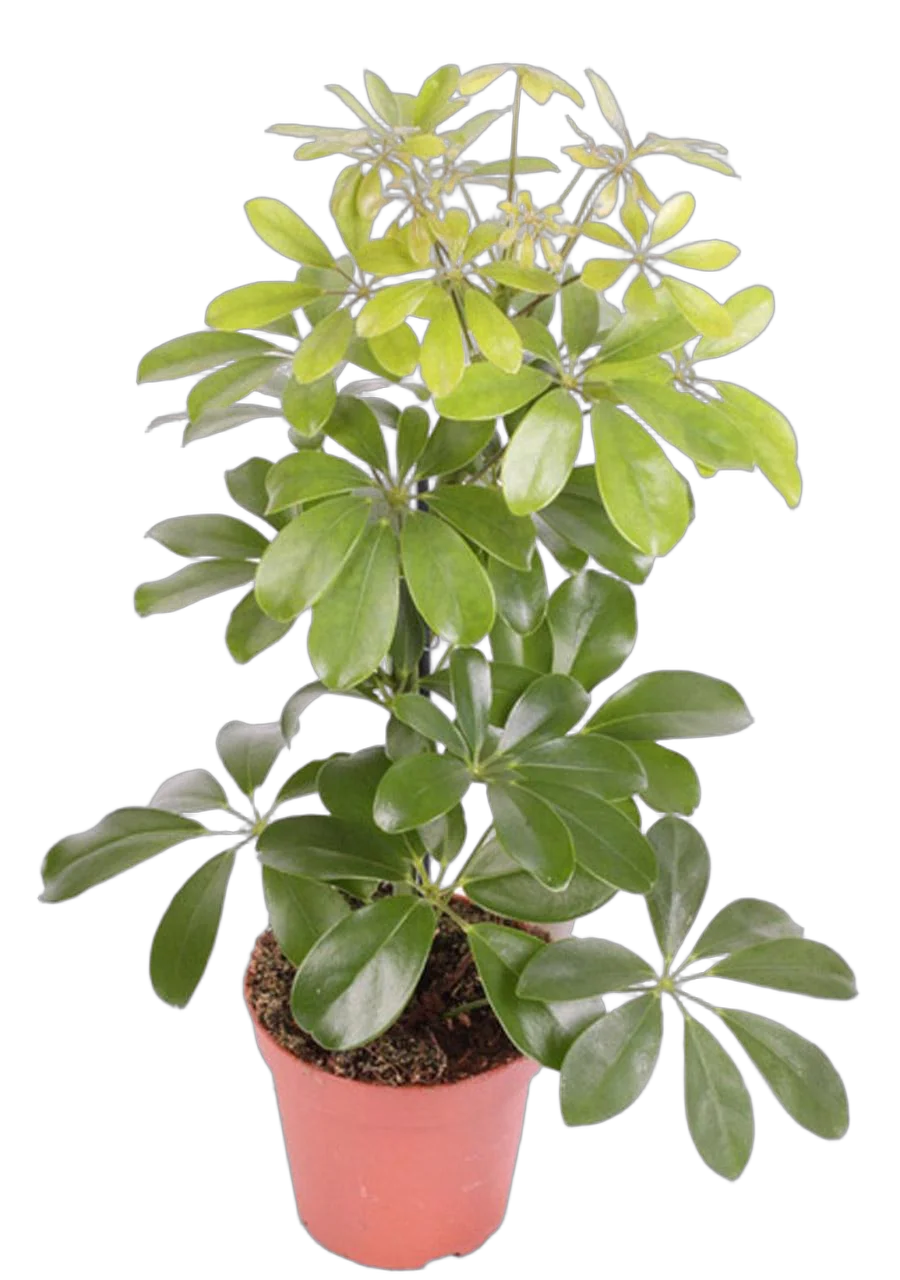 Шеффлера Мелани - Schefflera Melanie D24 H100