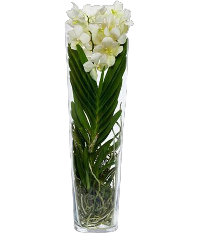 Ванда в трубе Мишель - Vanda Michelle D19 H70