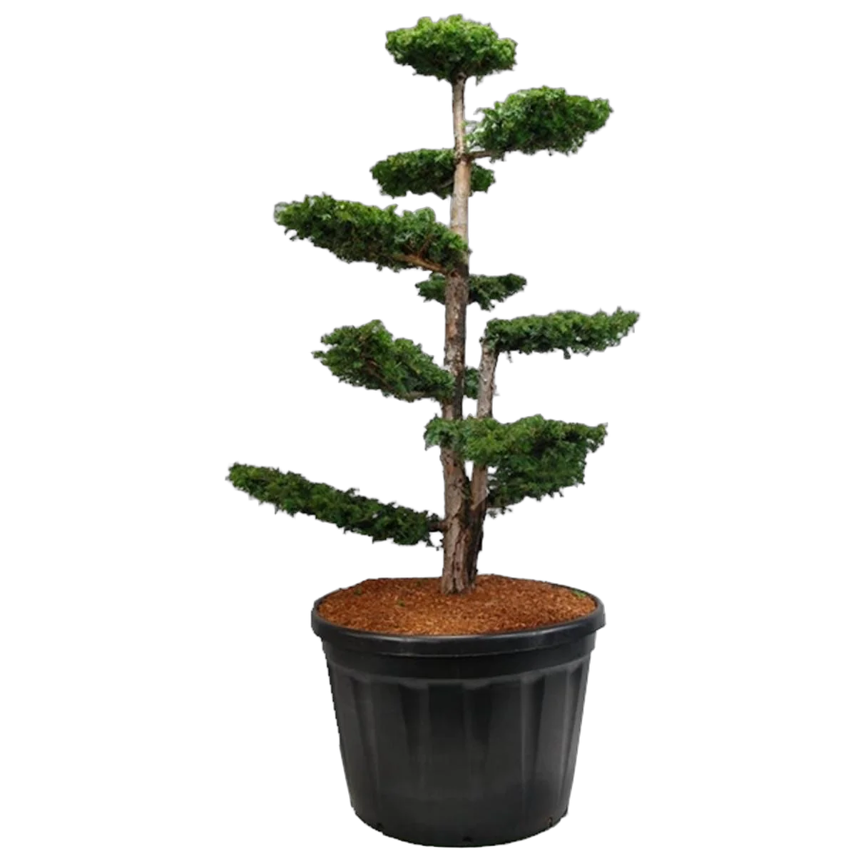 Тис хвойный бонсай - Taxus Bacc Dovastoniana Pon Pon D80 H220