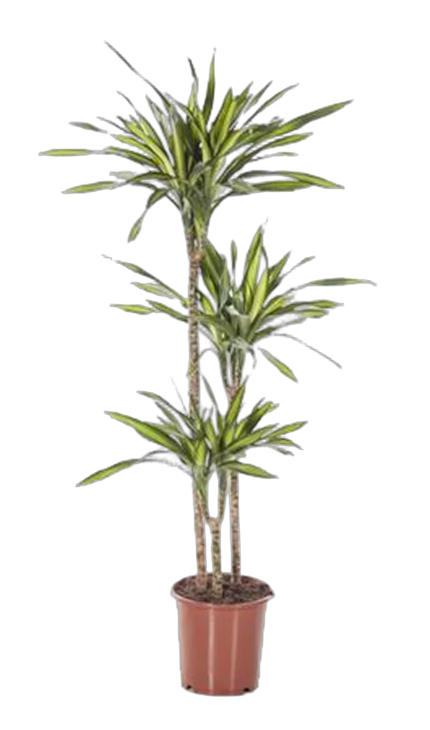Драцена душистая Рики - Dracaena fragrans Riki D24 H150