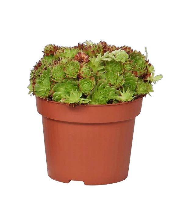 Молодило кровельное