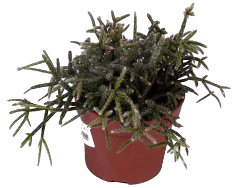 Рипсалис опушенноплодный (пилокарпа) - Rhipsalis pilocarpa D12 H15