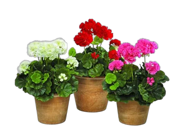 Герань (пеларгония) микс - Pelargonium D9 H15