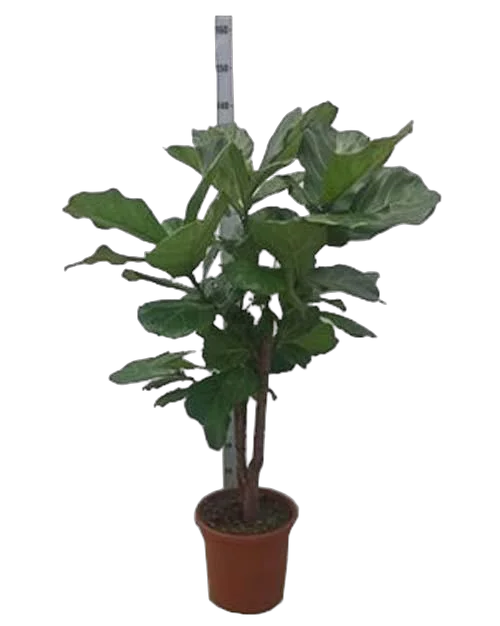 Фикус Лировидный (Лирата) бранч - Ficus Lyrata Branched D30 H130