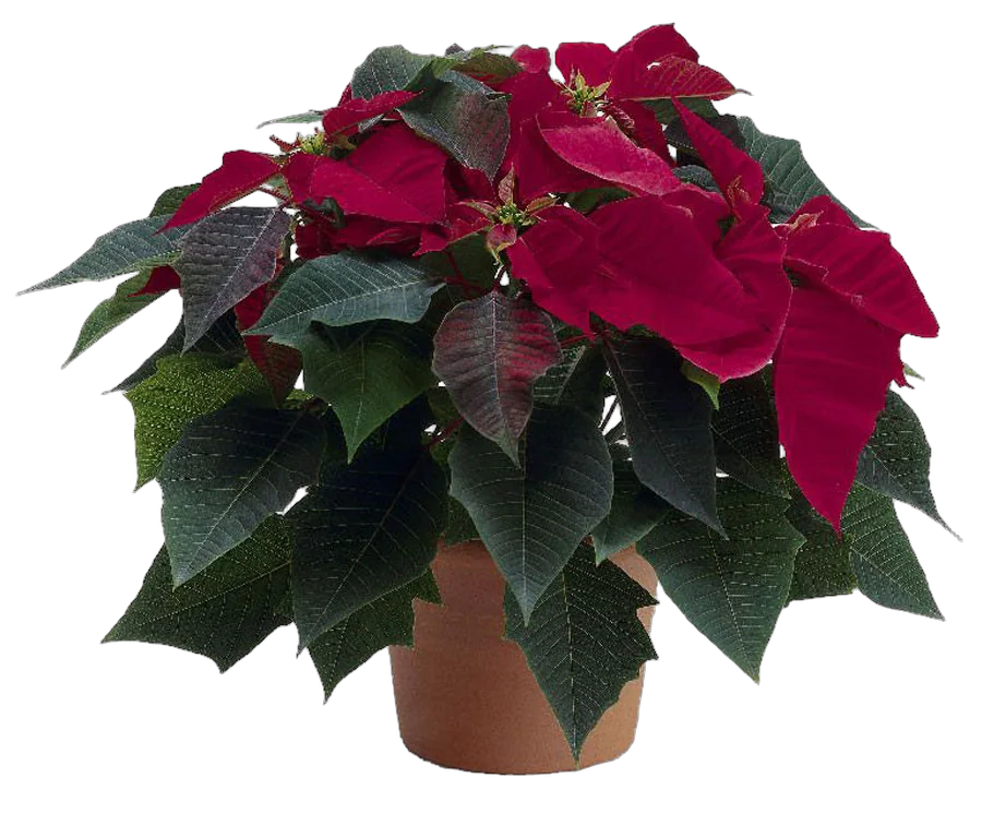 Пуансеттия (молочай красивейший) бордовый - Euphorbia pulcherrima D18 H45