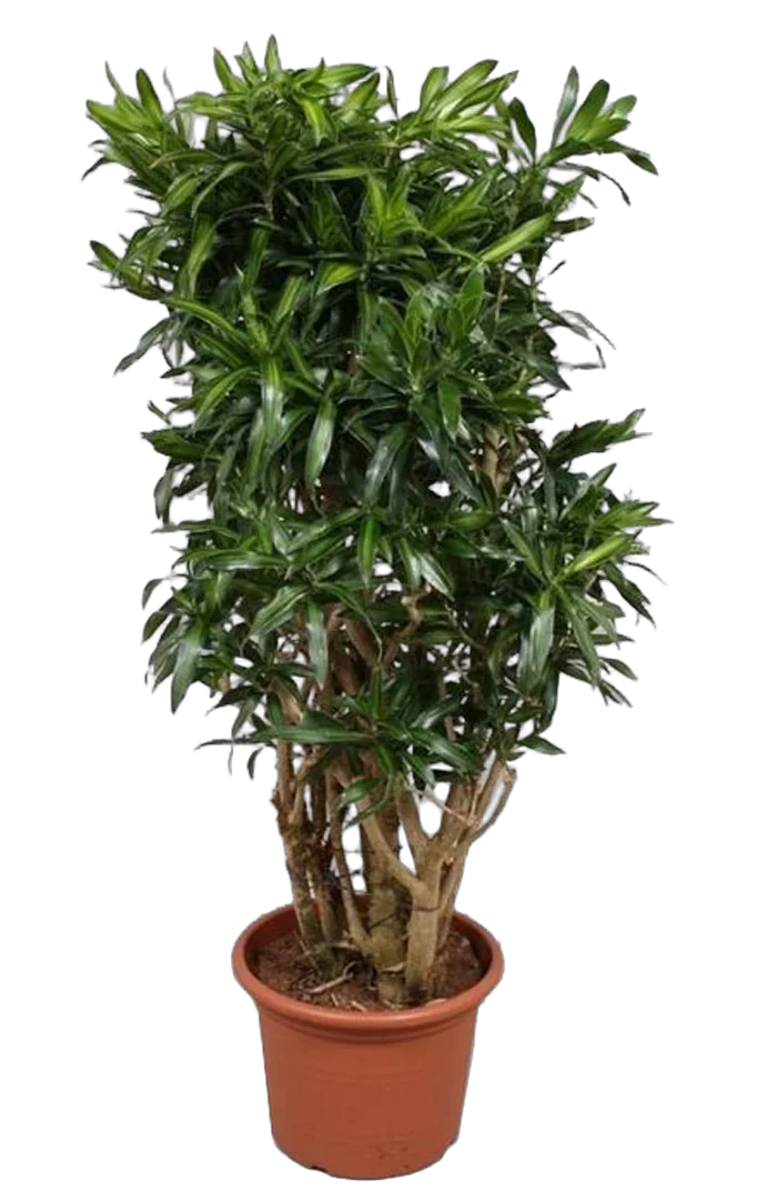 Драцена Рефлекса Сонг оф Ямайка куст - Reflexa Song of Jamaica D45 H200