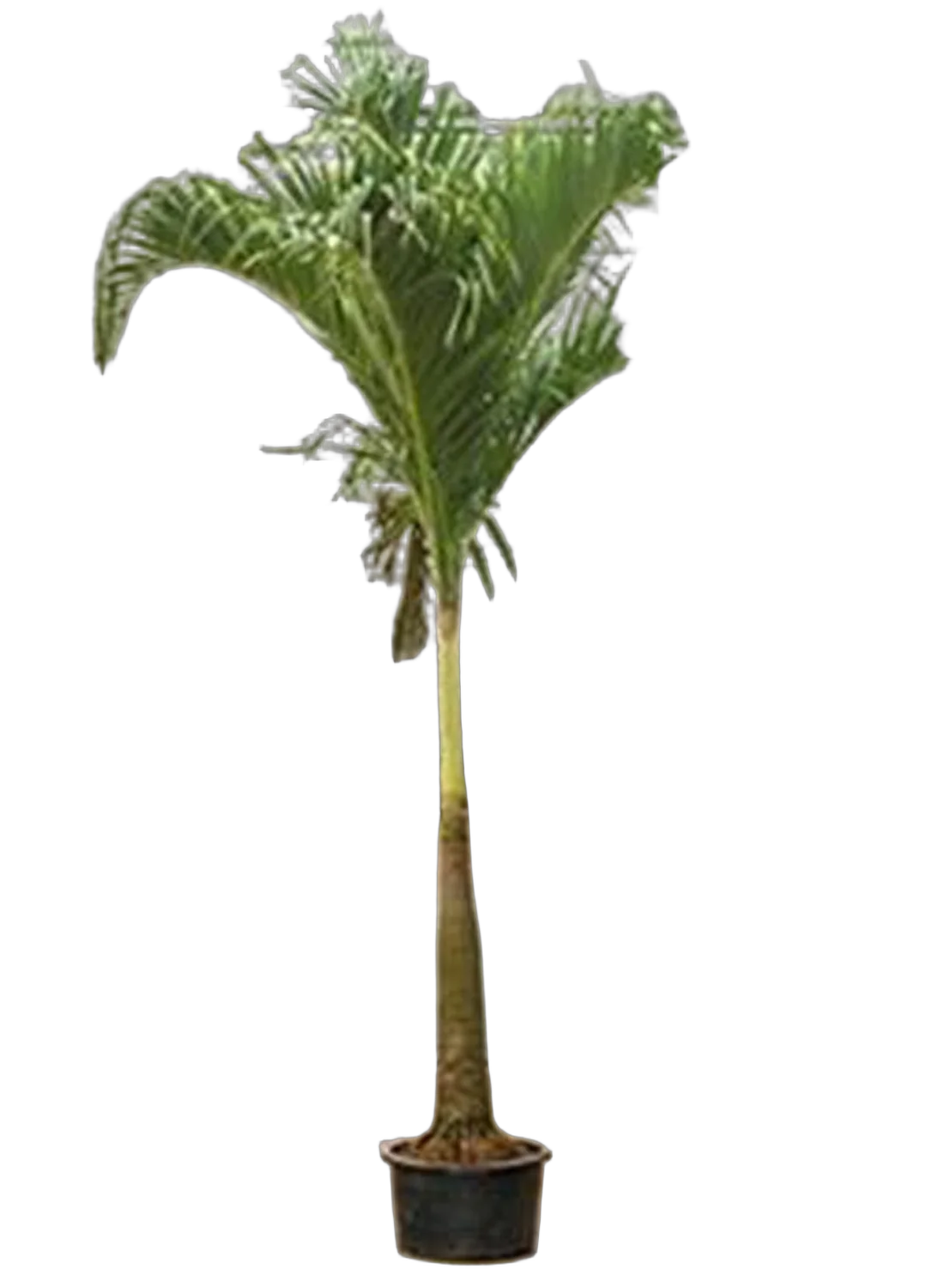 Пальма Адонидия Меррилла - Veitchia (adonidia) Merrillii D48 H320