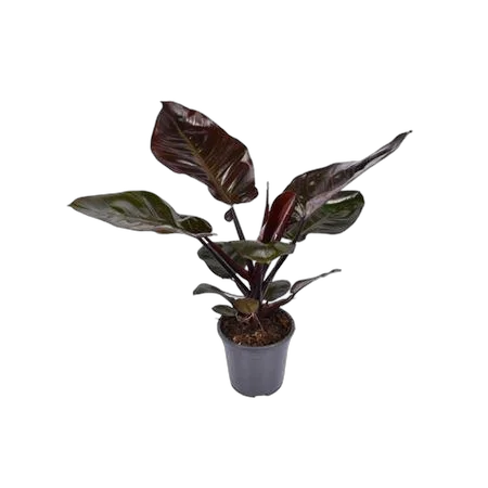 Филодендрон Блэк кардинал - Philodendron Black Cardinal D19 H70