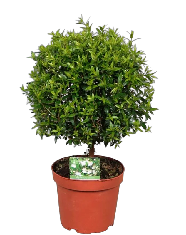 Мирт - Myrtus D12 H30