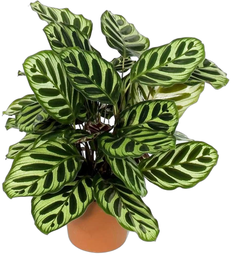 Калатея Макоя - Calathea makoyana D14 H45
