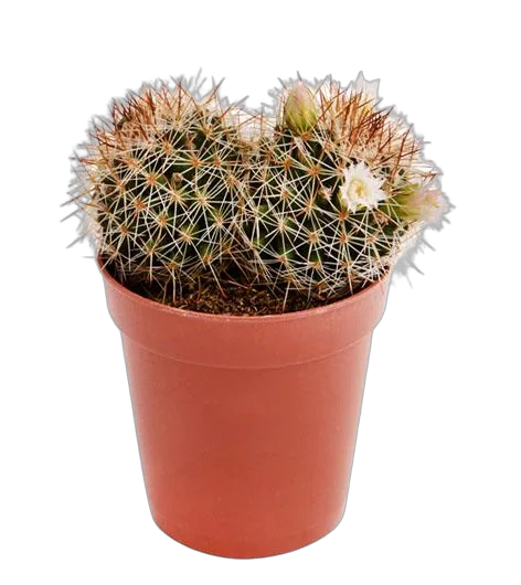 Маммиллярия - Mammillaria D9 H12