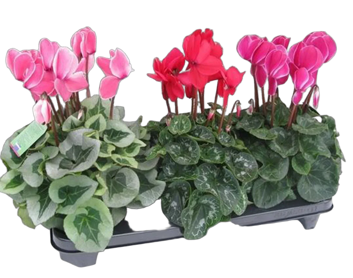 Цикламен - Cyclamen D10 H25