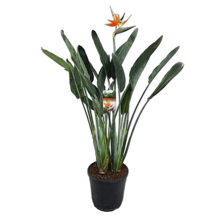 Стрелиция королевская - Strelitzia reginae D34 H130