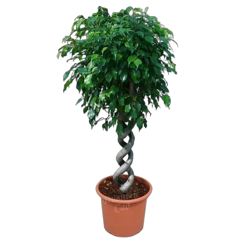 Фикус Бенджамина Экзотика двойная спираль - Ficus benjamina Exotica D32 H150