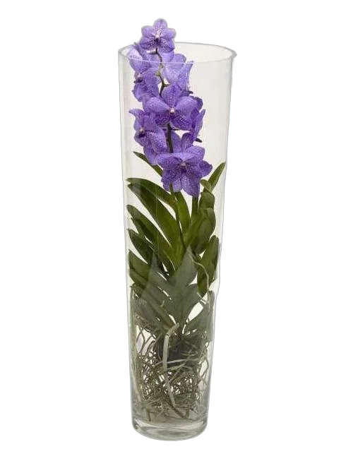 Ванда в вазе Лисан  - Vanda Lisanne D19 H65