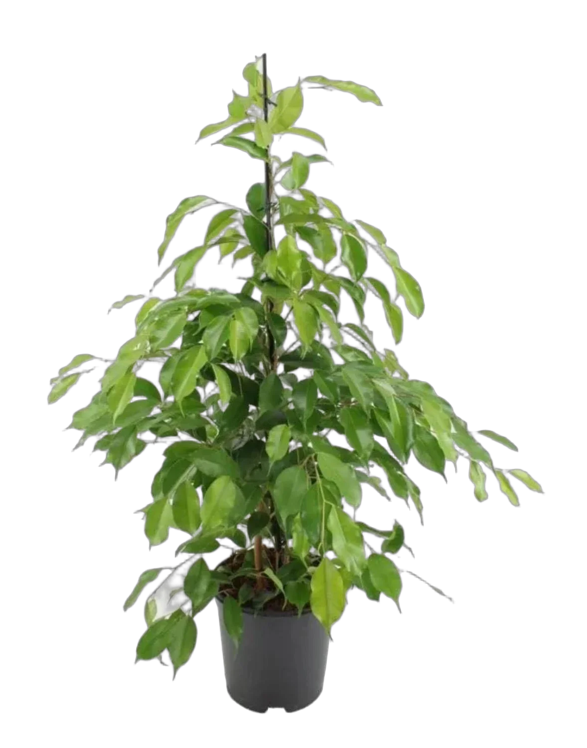 Фикус Бенджамина Экзотика - Ficus benjamina Exotica D14 H45