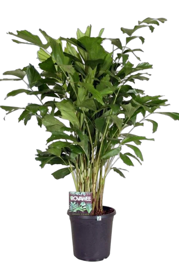 Пальма Кариота D27 H120