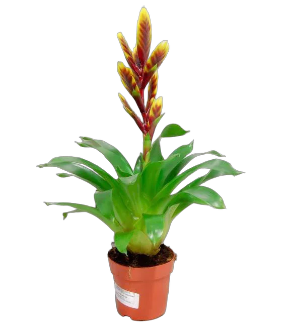 Фризея Arden красная - Vriesea Arden D12 H50