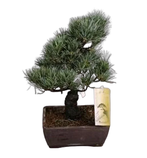 Бонсай Сосна - Bonsai Pinus D15 H35