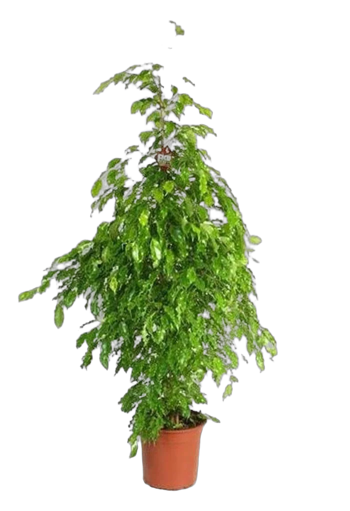 Фикус Бенджамина Голден Моник D32 H170