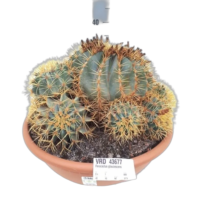 Ферокактус голубеющий - Ferocactus glaucescens D30 H30