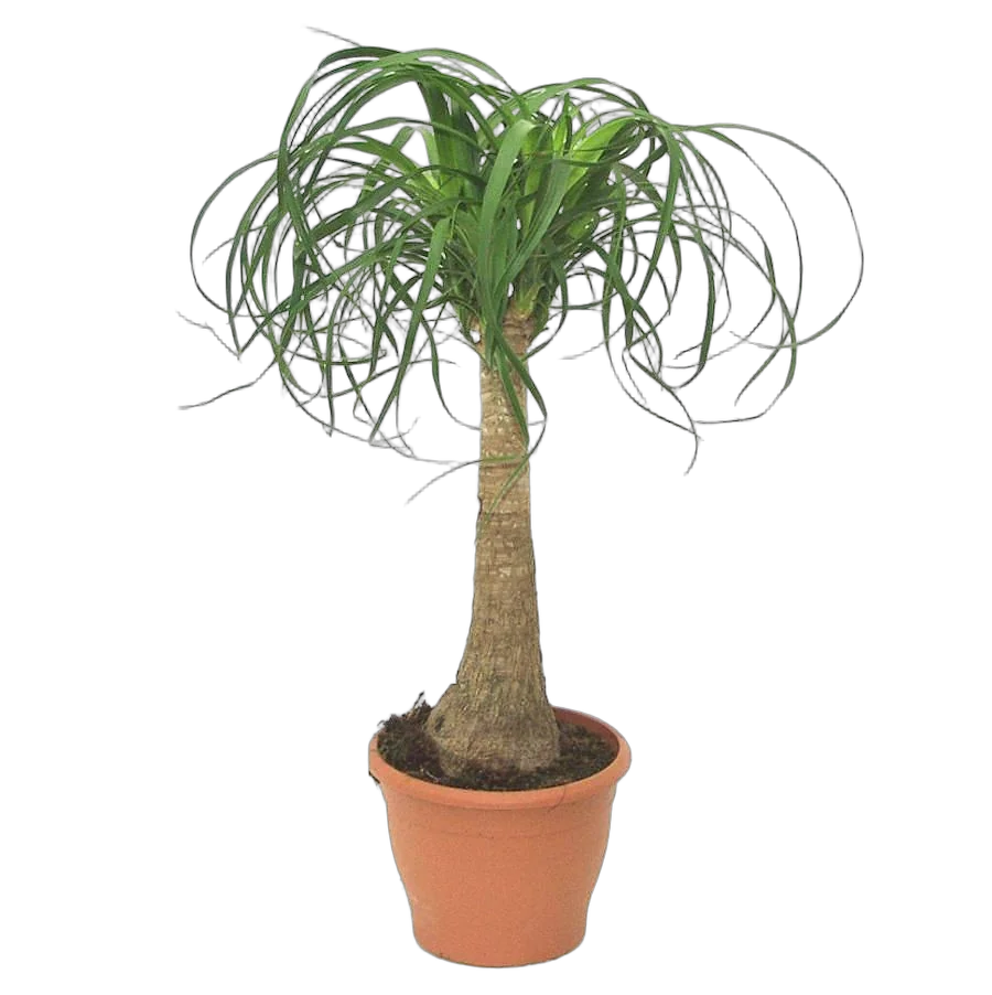 Пальма Нолина D18 H80