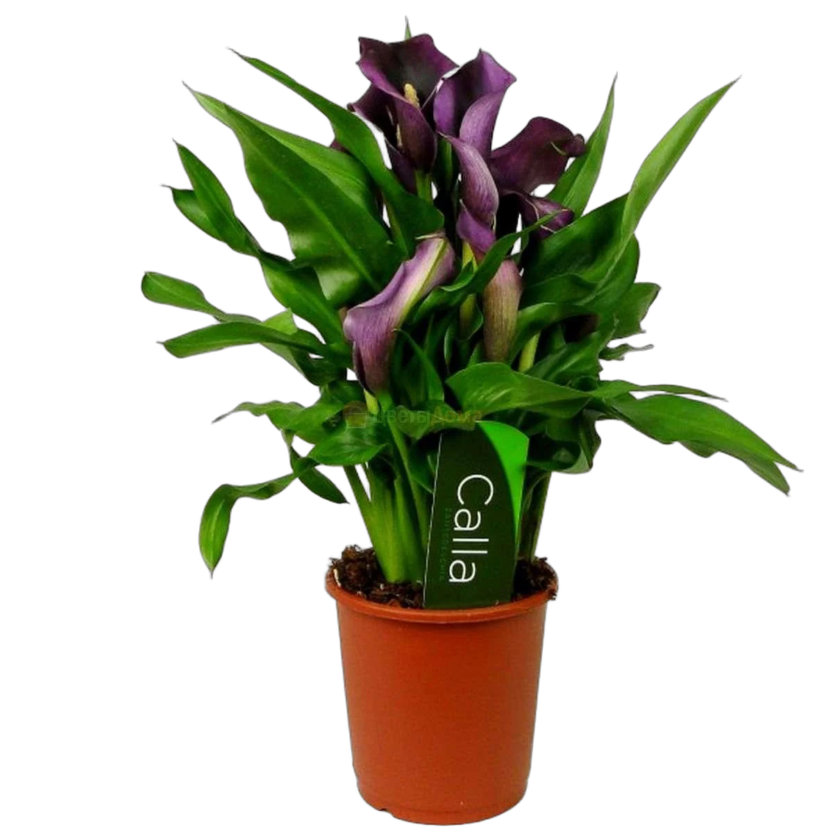 Калла (Zantedeschia)  фиолетовая - Calla D12 H40