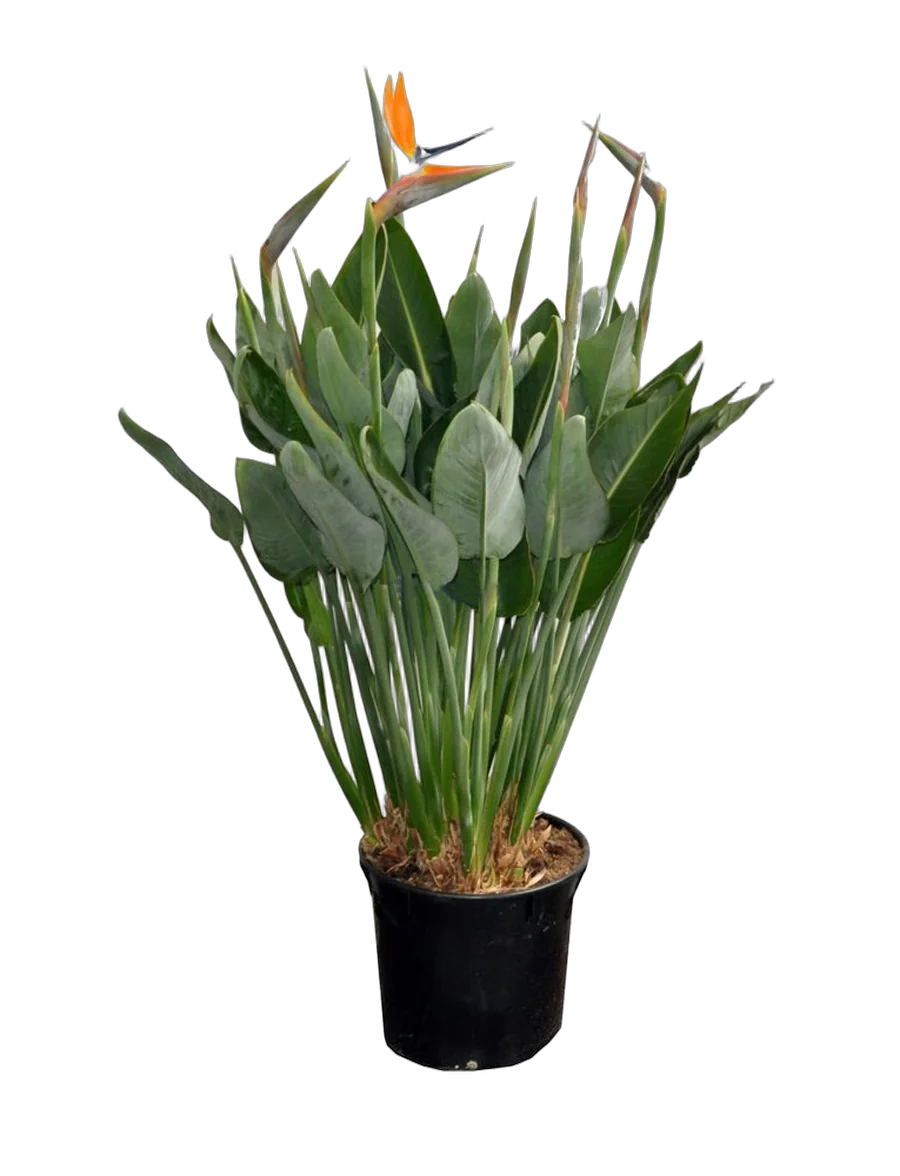 Стрелиция королевская - Strelitzia reginae 3pp D30 H140