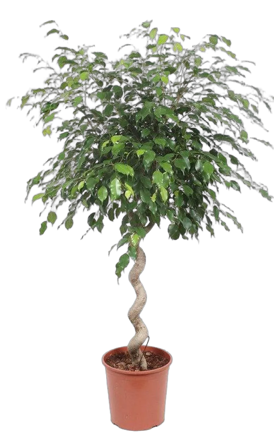 Фикус Бенджамина Экзотика косичка - Ficus benjamina Exotica D40 H160