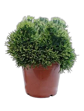 Хатиора бамбуковая - Hatiora bambusoides D14 H20