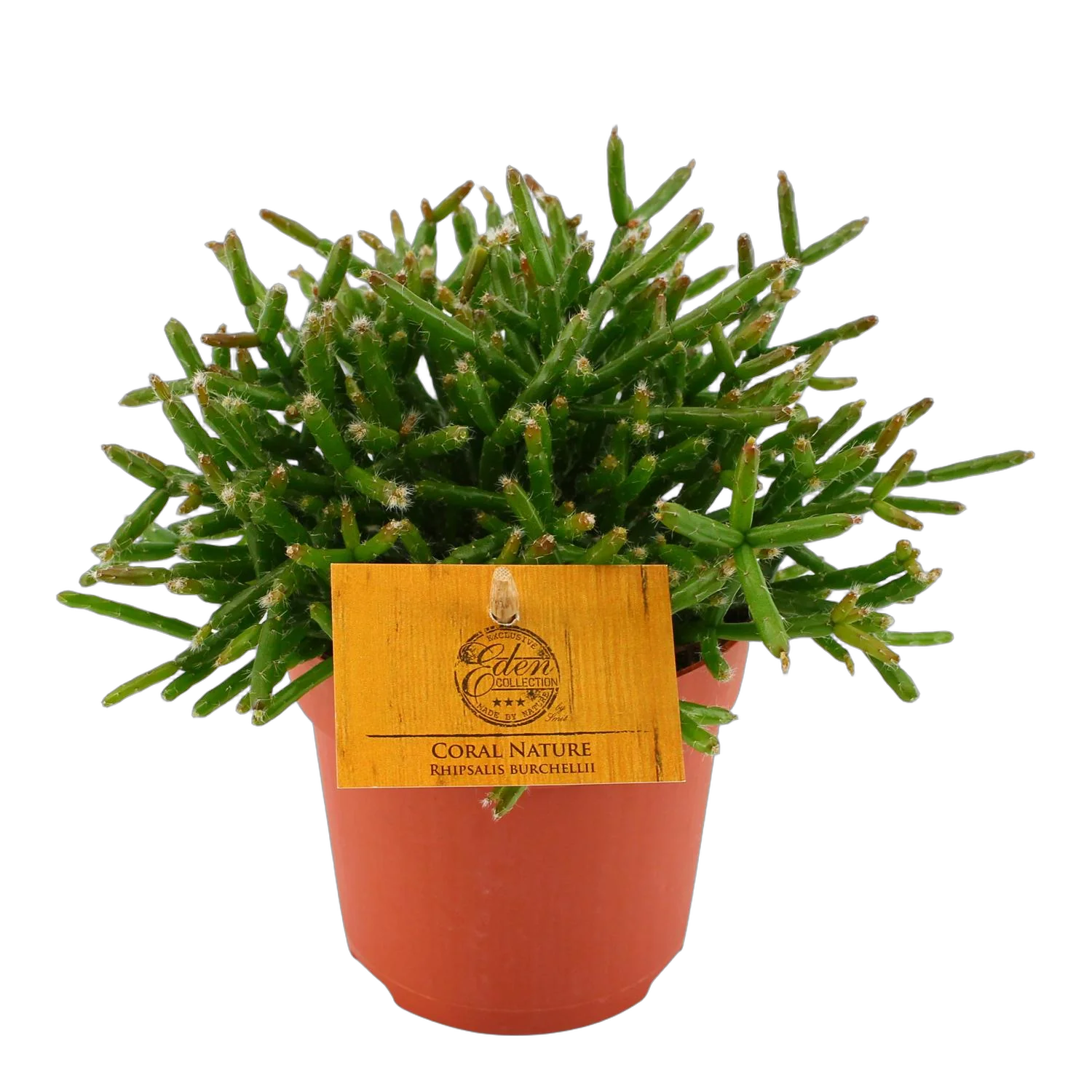 Рипсалис Барчела - Rhipsalis burchellii Coral nature D10 H15