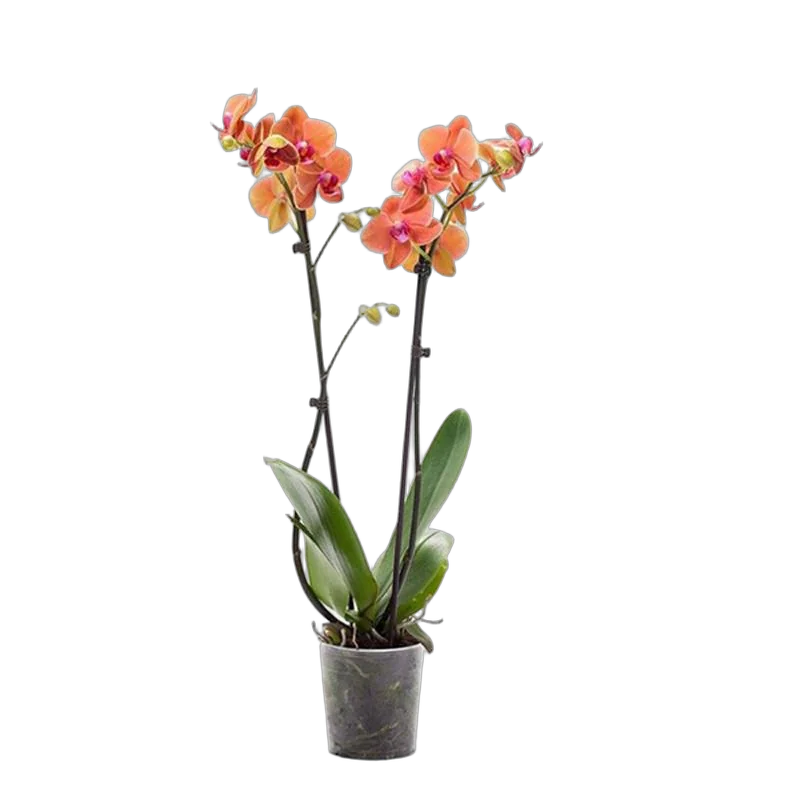 Фаленопсис Yellow Lemontree - Phalaenopsis D12 H45