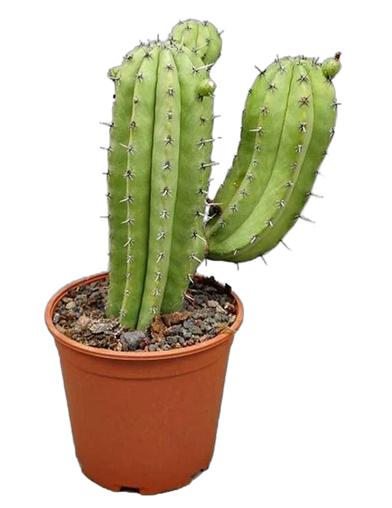 Полаския Чичипе - Polaskia chichipe cereus D15 H40