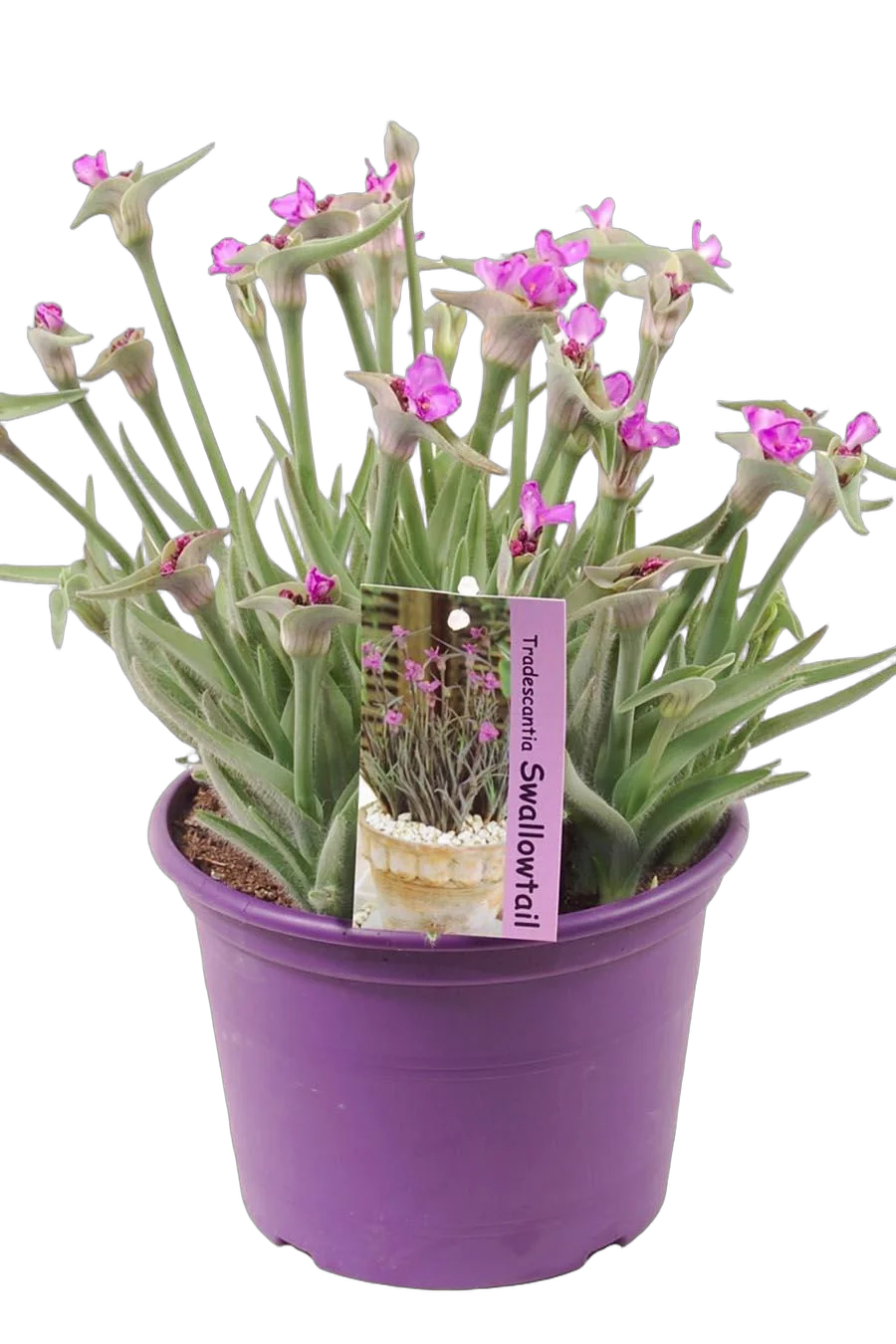 Традесканция - Tradescantia Swifttale D12 H25