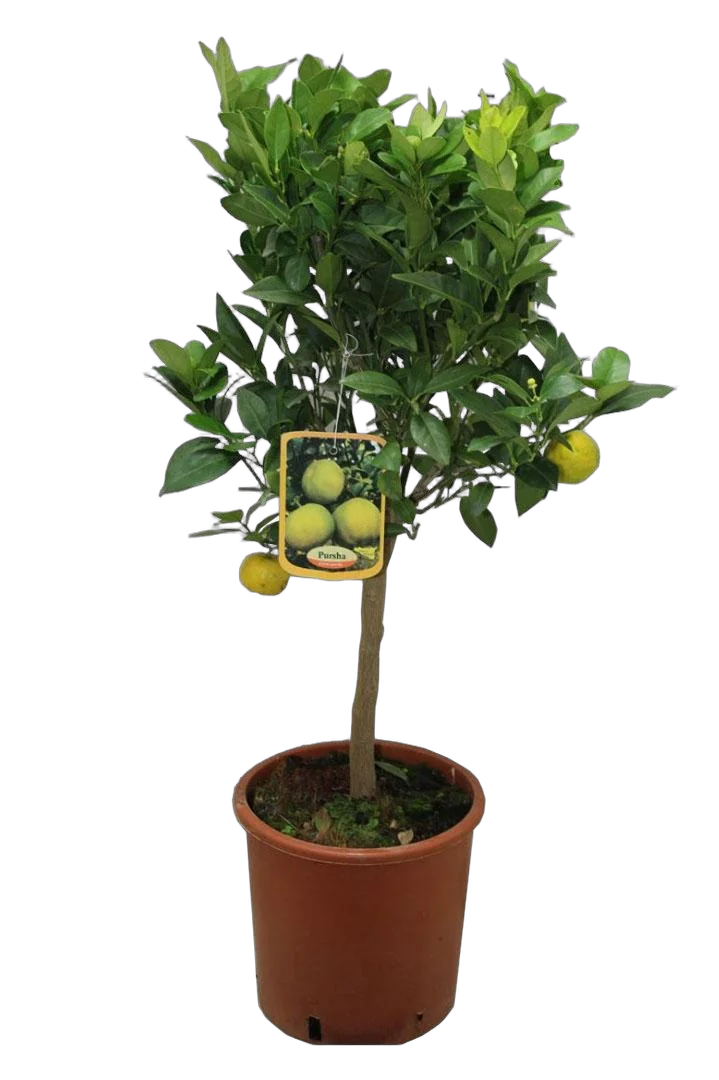 Лиметта мексиканская - Citrus limetta D21 H70