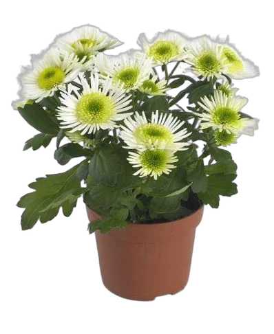 Хризантема белая - Chrysanthemum Splash Meadow D15 H30
