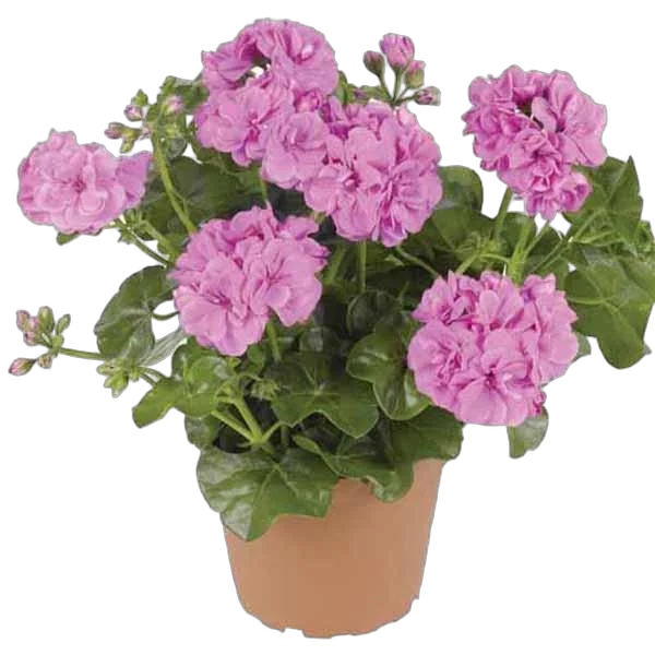 Герань (пеларгония) светло розовая -  Pelargonium D11 H20