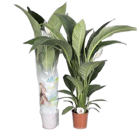 Спатифилиум белый - Spathiphyllum Sensation D24 H140