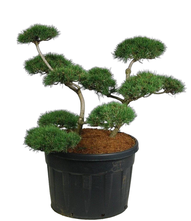 Бонсай Сосна- Bonsai Pinus mugo D80 H140