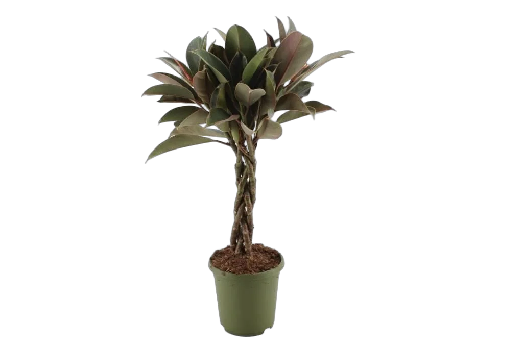 Фикус Эластика (каучуконосный) Мэлани - Ficus elastica Melany D24 H120
