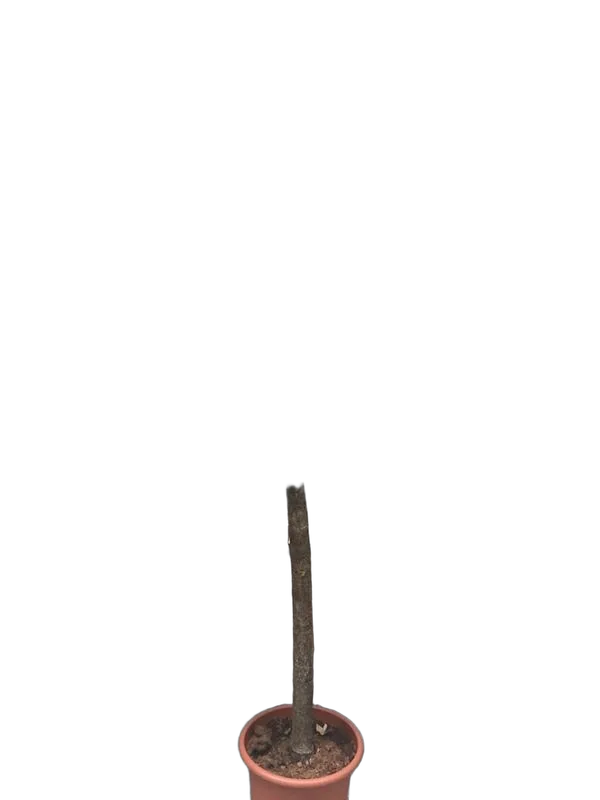 Фикус Лирата на стволе - Ficus lyrata D40 H210