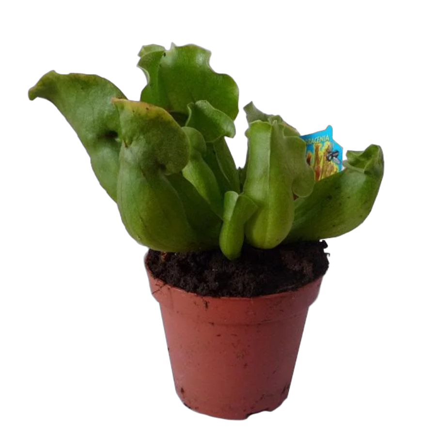 Саррацения пурпурная - Sarracenia Purpurea D9 H15