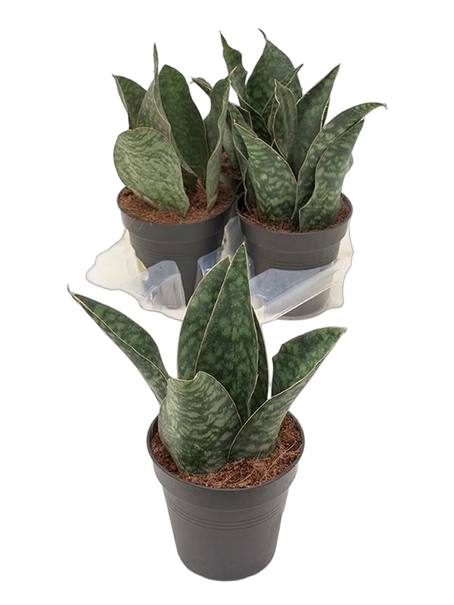 Сансевиерия Трехполосая - Sansevieria trifasciata coral black D15 H30