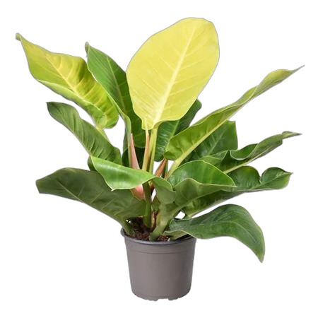 Филодендрон Мунлайт - Philodendron Moonlight D17 H50