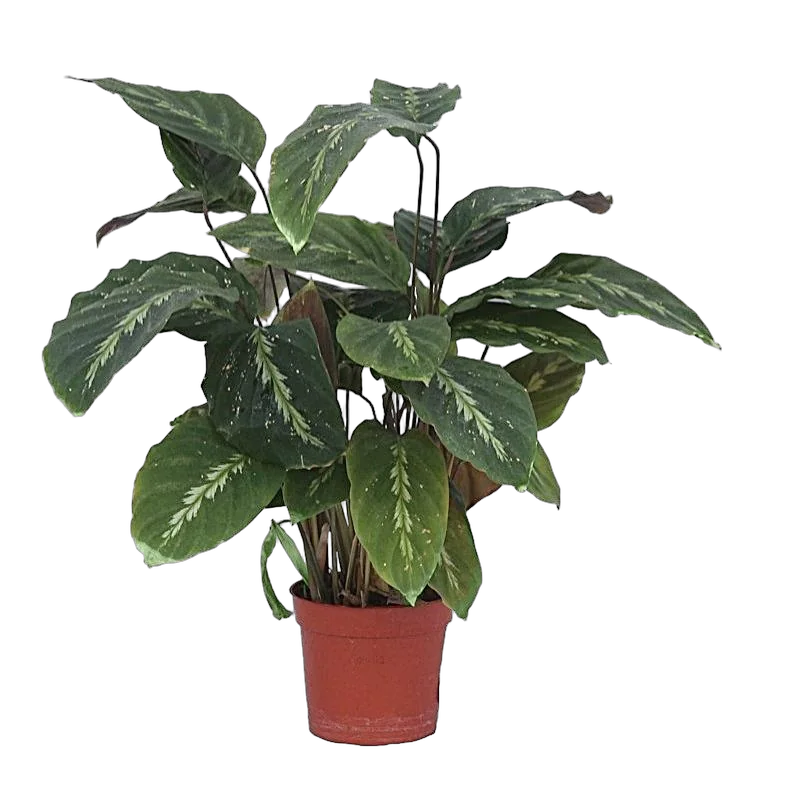 Калатея Мауи Куин - Calathea Maui queen D17 H65
