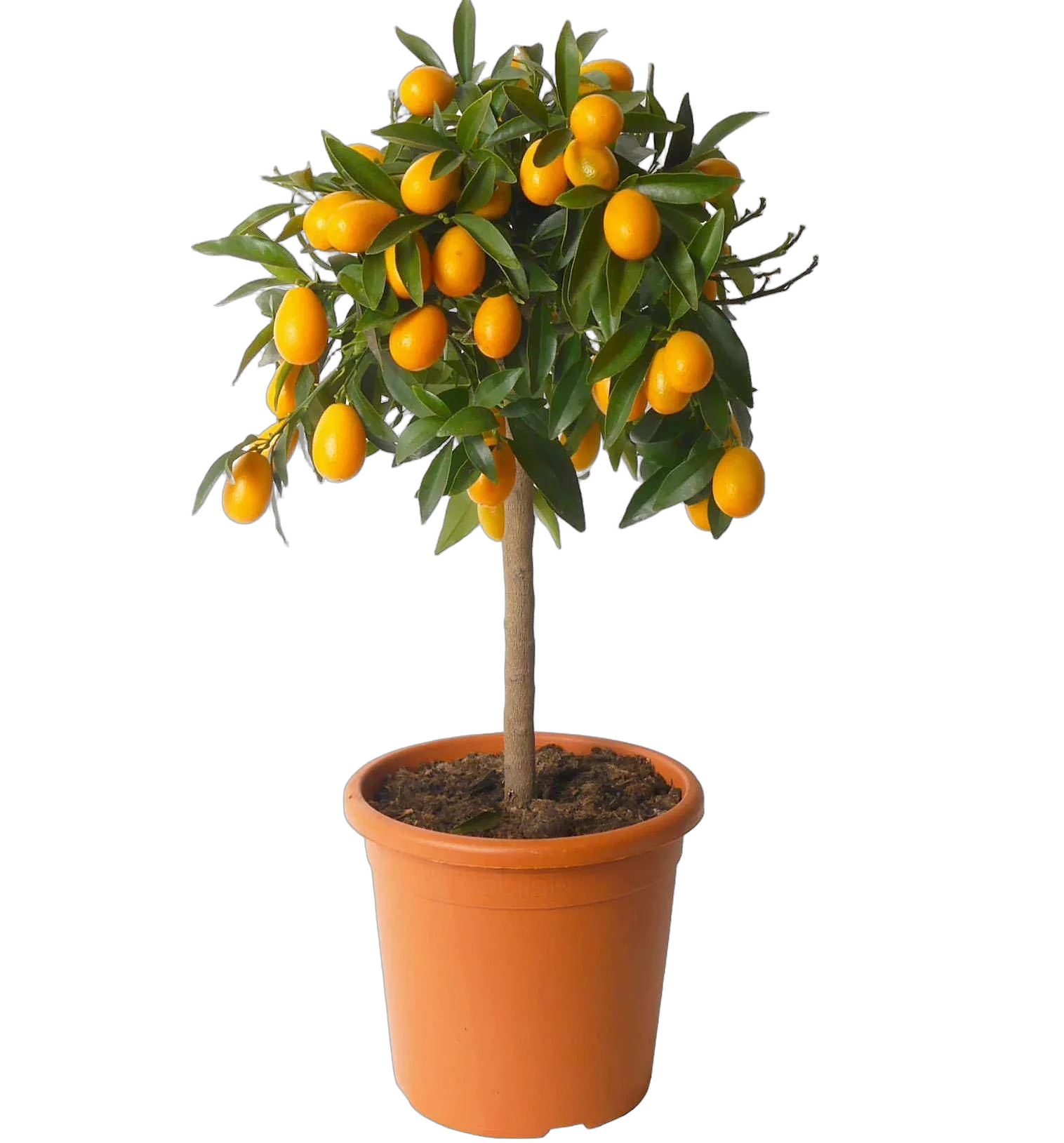Кумкват - Kumquat D50 H180