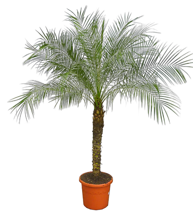 Пальма Финик Робелини - Phoenix roebelenii D30 H150