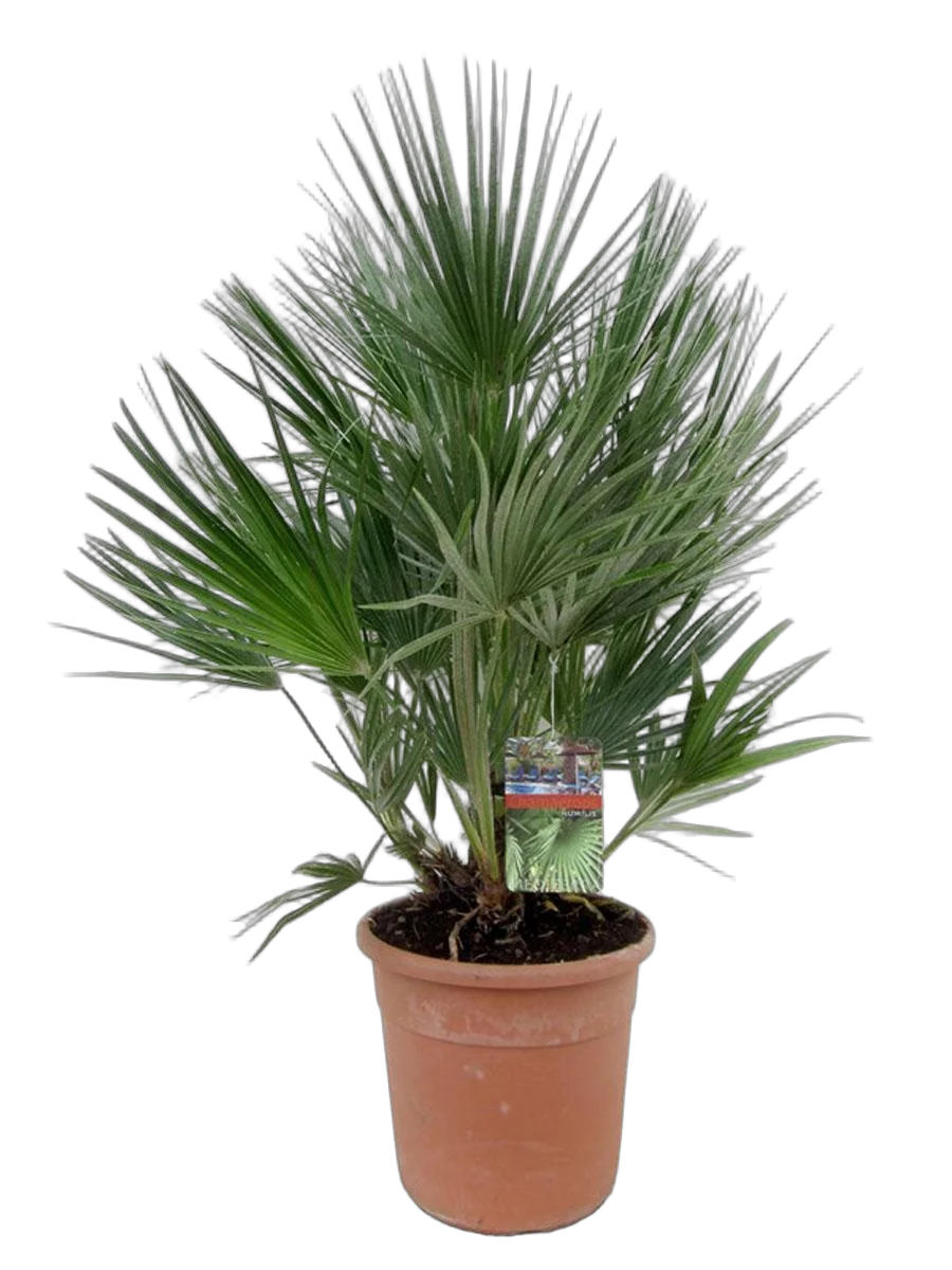 Пальма Хамеропс Хумилис - Chamaerops Humilis D25 H100